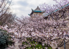 湖北云雷信息携手湖北文旅厅，共赏花海！